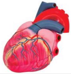 心臟解剖放大 心臟解剖放大